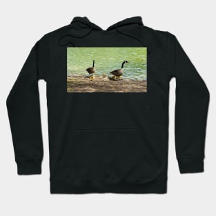 Canada Goose Family With Their Goslings Hoodie